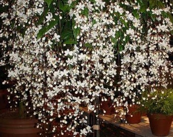 BRIDAL VEIL~~Clerodendrum Wallichii**Small Rooted Starter Plant**Rare**Stunning White Blooms!