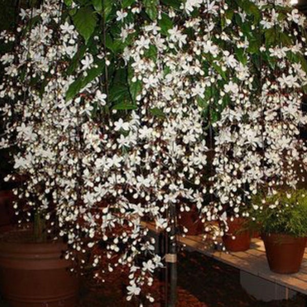 BRIDAL VEIL~~Clerodendrum Wallichii**Small Rooted Starter Plant**Rare**Stunning White Blooms!