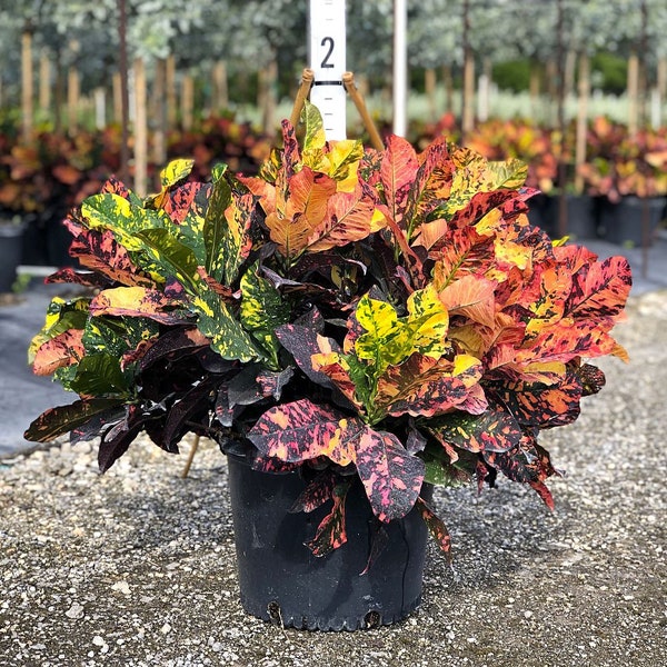 MAGNIFICENT~~Croton Codiaeum Variegatum~~Live STARTER Plant~Beautiful Colors!