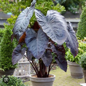 Diamond Head - Colocasia esculenta- Elephant Ear - SMALL ROOTED STARTER Plant-Beautiful