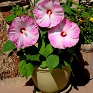 Luna Pink Swirl Hibiscus moscheutos-SMALL ROOTED STARTER Plant-Profuse bloomer! Giant 8-10” Diameter Blooms!