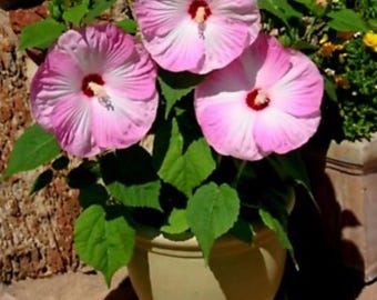 Hibiscus 'valentine's Crush' PP35170 CPBRAF SUMMERIFIC® Collection