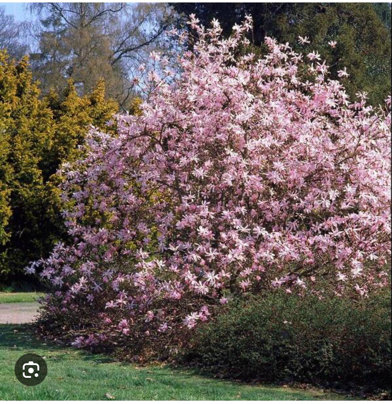 Leonard Messel~magnolia Hybrid Tree~magnolia X Loebneri~fragrant
