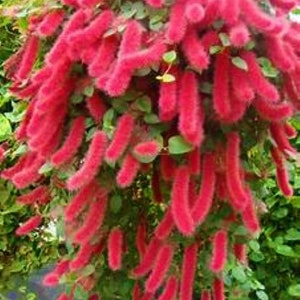 May include: A vibrant red flowering plant with long, fuzzy, cascading blooms. The plant is in full bloom, with the flowers hanging down in a cascade.