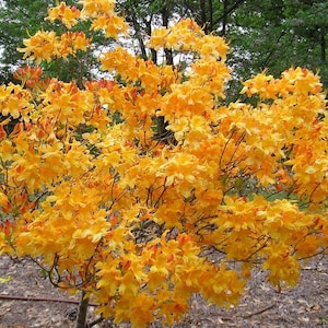 FANTASTIQUE~Aromi Azalea Rhododendron Hybrid~ Starter Plant~~Deciduous Rooted Plant~Not Dead it is DORMANT! Fragrant Blooms!!!