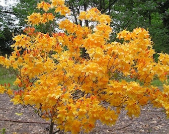 FANTASTIQUE~Aromi Azalea Rhododendron Hybrid~ Starter Plant~~Deciduous Rooted Plant~Not Dead it is DORMANT! Fragrant Blooms!!!