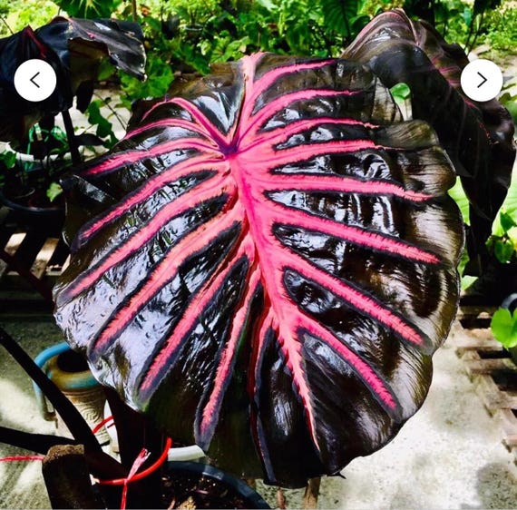 Black Lava - Colocasia Esculenta- Elephant Ear - SMALL ROOTED
