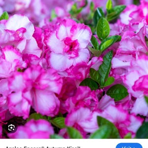 Encore Autumn Kiss~~Azalea Rhododendron Small Rooted Starter Plant~~