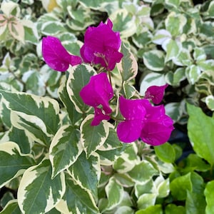 Vera Variegata Purple Bougainvillea Small Well Rooted Starter Plant**Solid Deep Purple Blooms on Variegated Leaves