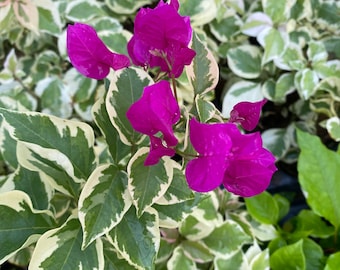Vera Variegata Purple Bougainvillea Small Well Rooted Starter Plant**Solid Deep Purple Blooms on Variegated Leaves
