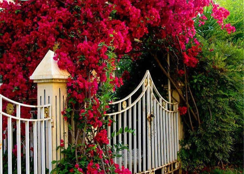 Bougainvillea Starter Plant - Sunstone Red Variety - Very Rare Well Rooted Plant Bougainvillea Spp