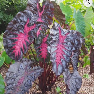 4” Pot of “Redemption” Colocasia esculenta- Elephant Ear-20”to 28” Tall ROOTED Plant-Beautiful Black leaves with Hot Pink Veins & Center!