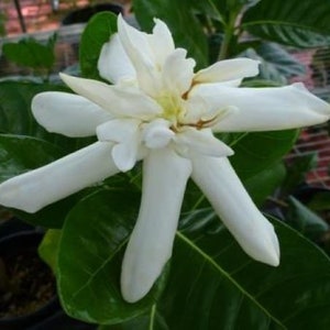 DOUBLE Tahitian Gardenia Taitensis Jasminoides PlantIntensely Fragrant FlowerLarge Shiny Green Leaves with Unique Star Double Blooms image 3