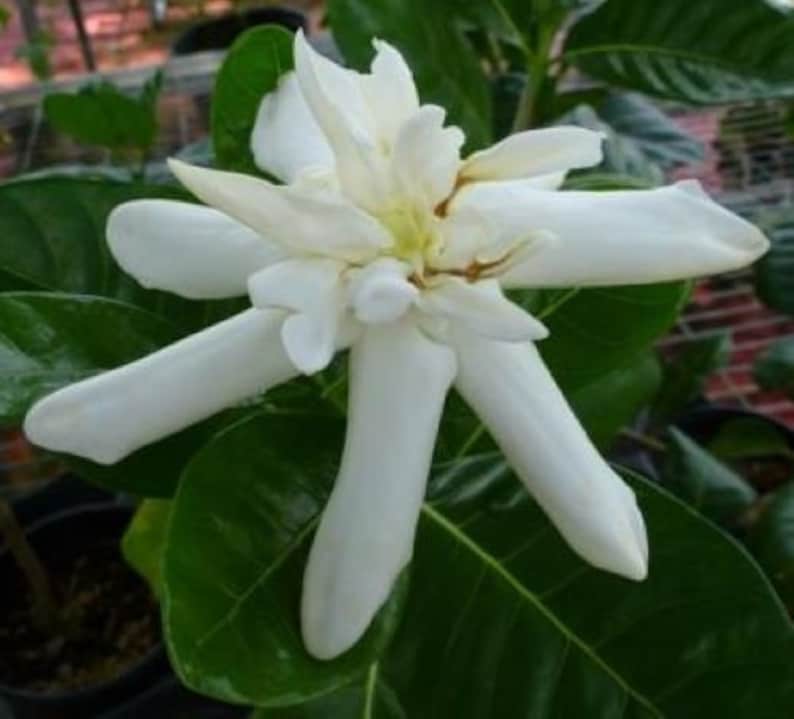 DOUBLE Tahitian Gardenia Taitensis Jasminoides PlantIntensely Fragrant FlowerLarge Shiny Green Leaves with Unique Star Double Blooms image 3