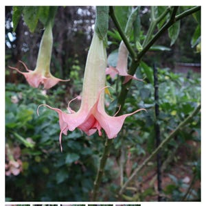 Sommer Joy~~Angels Trumpet Brugmansia Tropical Plant~~Well Rooted STARTER Plant