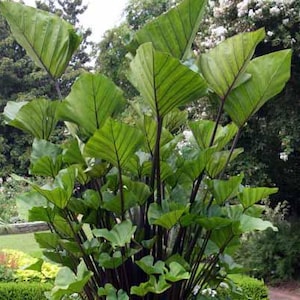 Tea Cup - Colocasia esculenta- Elephant Ear - SMALL ROOTED STARTER Plant