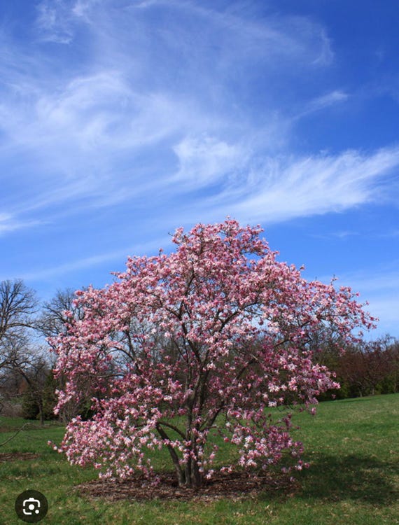 Leonard Messel~magnolia Hybrid Tree~magnolia X Loebneri~fragrant