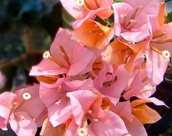 Hugh Evans Bougainvillea Small Well Rooted Starter Plant**Live Bougainvillea starter/plug plant*usa seller