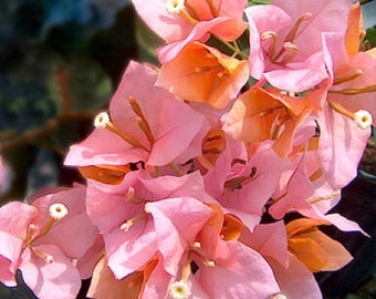 Hugh Evans Bougainvillea Small Well Rooted Starter Plant**Live Bougainvillea starter/plug plant*usa seller