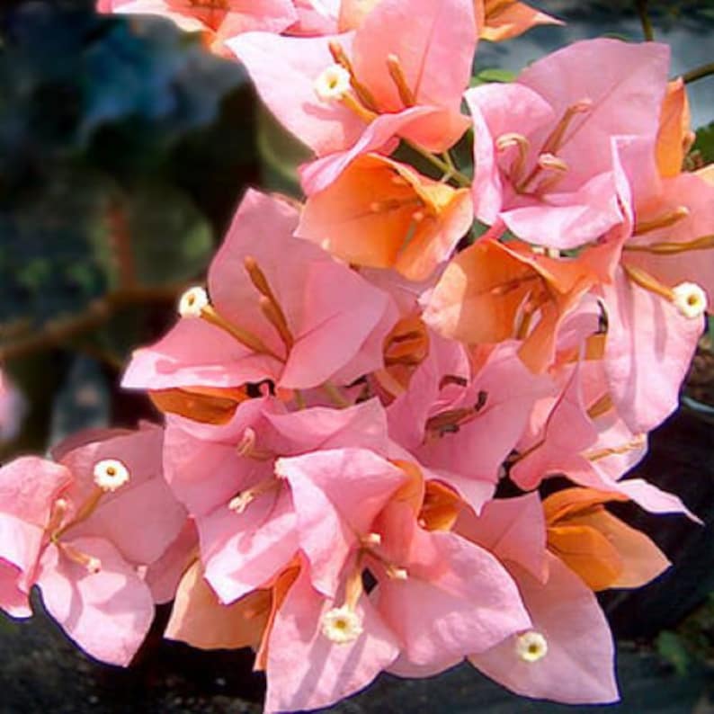 K&ouml;nnte beinhalten: Eine Ansammlung von rosa Bougainvillea-Bl&uuml;ten mit wei&szlig;en Zentren. Die Bl&uuml;ten sind in einem kaskadierenden Muster angeordnet und erzeugen ein lebendiges und farbenfrohes Schauspiel.