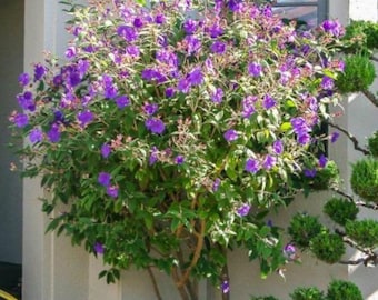Princess Granulosa Purple Glory Tree~Tibouchina Urvilleana Pleroma urvilleanum~SMALL ROOTED STARTER Plant