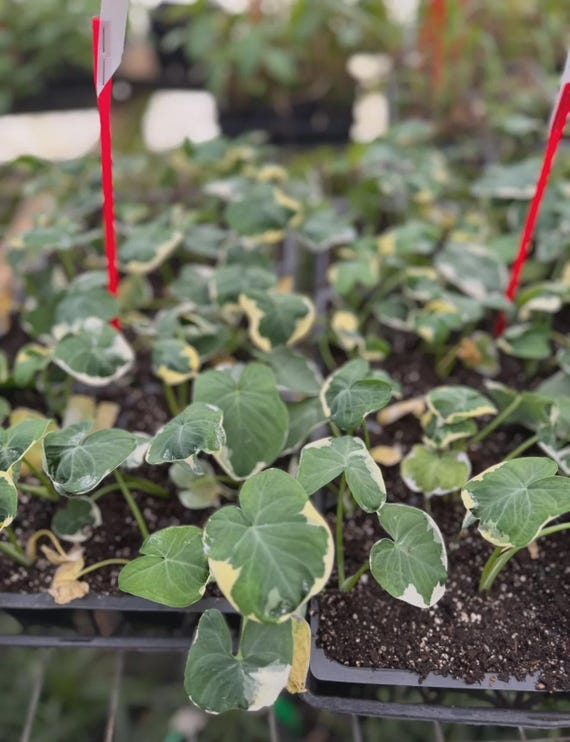 Mickey Mouse Xanthosoma Albo Marginata Variegated Alocasia