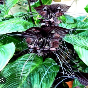 Black Bat Flower-Tacca chantrieri-aka Black Lily-SMALL ROOTED STARTER Plant