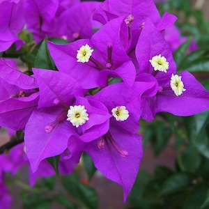 Well Rooted VIOLET Live Bougainvillea Starter/plug Plant - Etsy
