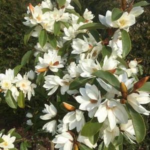 Fairy White~Michelia doltsopa Magnolia Tree~White Fragrant Blooms! Well Rooted!