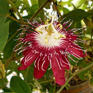 LADY MARGARET~~Red Burgundy Passion Flower Vine Fragrant Live Plant Passiflora