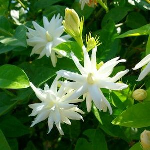4” Pot “Belle of India” Jasmine~~Jasminum Sambac Double~~ Intensely Fragrant~~RARE VARIETY!