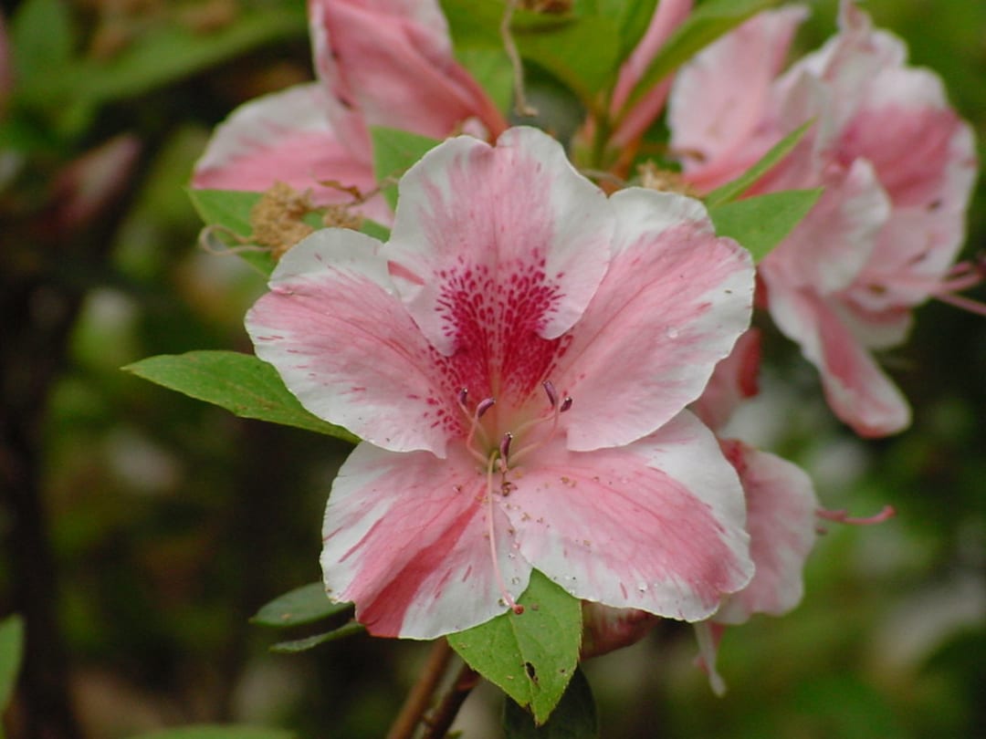 Cavendish~~azalea Rhododendron Starter Plant~~white & Pink~~pink
