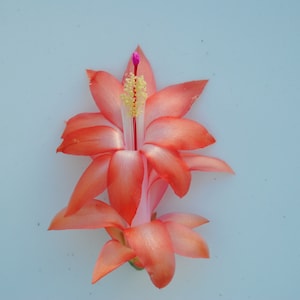 Leonardo Da Vinci~Christmas Cactus Well Rooted Starter Plant~Schlumbergera Truncata~AKA Thanksgiving Cactus,Zygo Cactus,Holiday Cactus, etc