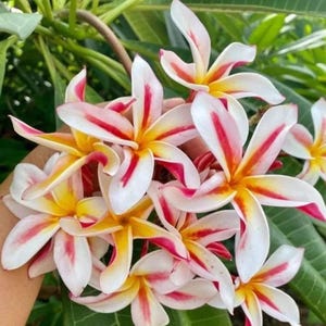 Starfish-Plumeria Rubra Frangipani-SMALL Rooted Seedling Plant- 4-8 inches tall