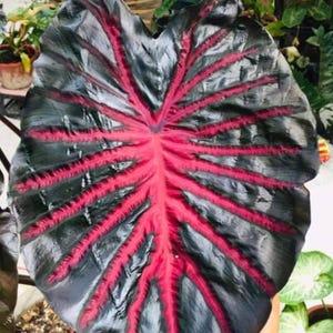 May include: A large, dark green leaf with prominent red veins. The leaf is heart-shaped and has a textured surface.