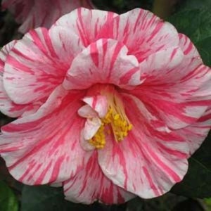 KICK OFF**Bicolor Bloom** Camellia Japonica-Live Starter Plant