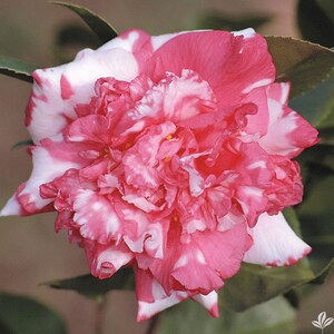 CHISATO-NO-AKI**** Bicolor Bloom Camellia Japonica-Live Starter Pla