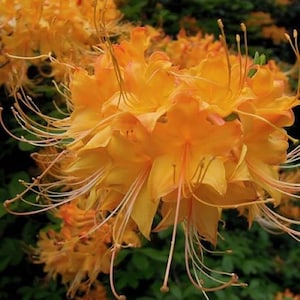 ESCATAWPA~~Aromi Deciduous Azalea Rhododendron~~Well Rooted SMALL Starter Plant~~Please Read All Info & See All Pics!