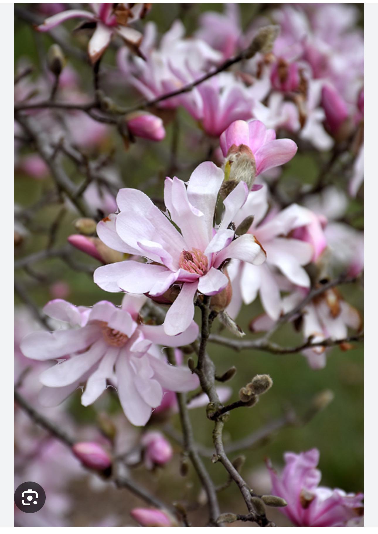Leonard Messel~magnolia Hybrid Tree~magnolia X Loebneri~fragrant