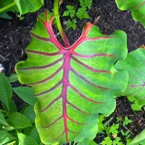 Pharaoh’s Mask Red- Colocasia esculenta- Elephant Ear - SMALL ROOTED STARTER Plant-Extremely Rare Variety!