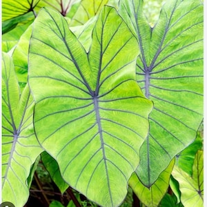 May include: Close-up of large, vibrant green leaves with prominent dark purple veins. The leaves have a textured surface and a heart-like shape, creating a striking contrast. The image showcases the natural beauty of tropical foliage.