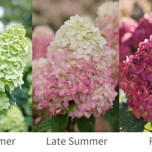 LIMELIGHT PRIME~~Hydrangea Starter Plant~~Lime, White, Pink & Magenta~~Please see all Pictures!