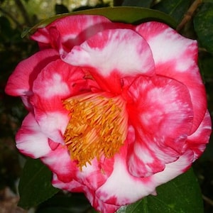 FASHIONATA VARIEGARED**Unique Blooms**Camellia Japonica-Live Starter Plant
