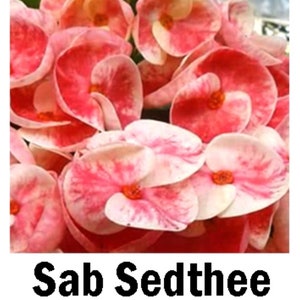 SAB SEDTHEE**Crown Of Thorns-Euphorbia Milii**Christ Plant**Very Small Well Rooted Starter Plant**2-6 Inches Tall**Extremely Rare Variety