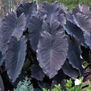 Black Ruffles - Colocasia esculenta- Elephant Ear - SMALL ROOTED STARTER Plant