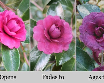 GREEN'S BLUE'S**Camellia--Live Well Rooted Starter Plant--Extremely Rare Hard to Find Variety--Purple to Blueish to Cerise Pink!