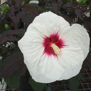Mocha Moon Hibiscus moscheutos(Rose Mallow)SMALL ROOTED STARTER Plant-Profuse bloomer! Giant 810” Diameter Blooms! Dark almost black foliage