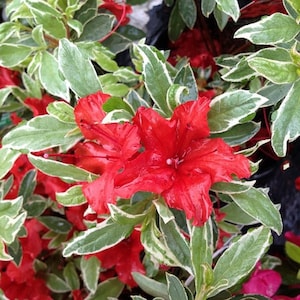 Red Luster~~Variegated Azalea Rhododendron Starter Plant~~Multiple Color Blooms All At Once~~A Rare Beauty!