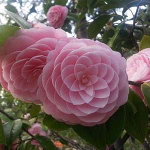 PINK PERFECTION**Unique Pink Blooms*Camellia Japonica-Live Well Rooted Starter Plant