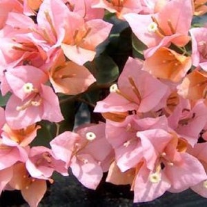 K&ouml;nnte beinhalten: Eine Ansammlung von rosa Bougainvillea-Bl&uuml;ten mit zarten Bl&uuml;tenbl&auml;ttern und gelben Zentren. Die Bl&uuml;ten sind in einem dichten B&uuml;schel angeordnet und bilden ein lebendiges und farbenfrohes Schauspiel.